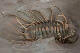 Amazing, Rare Odontopleurid Trilobite - Jorf, Morocco #315723-2